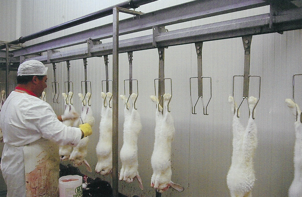 rabbit slaughtering line